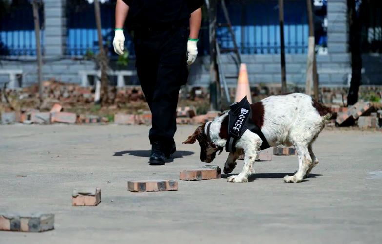 京恒保安服务有限公司_警犬训导勤务辅警室外岗_北京恒安卫士保安服务有限公司招聘