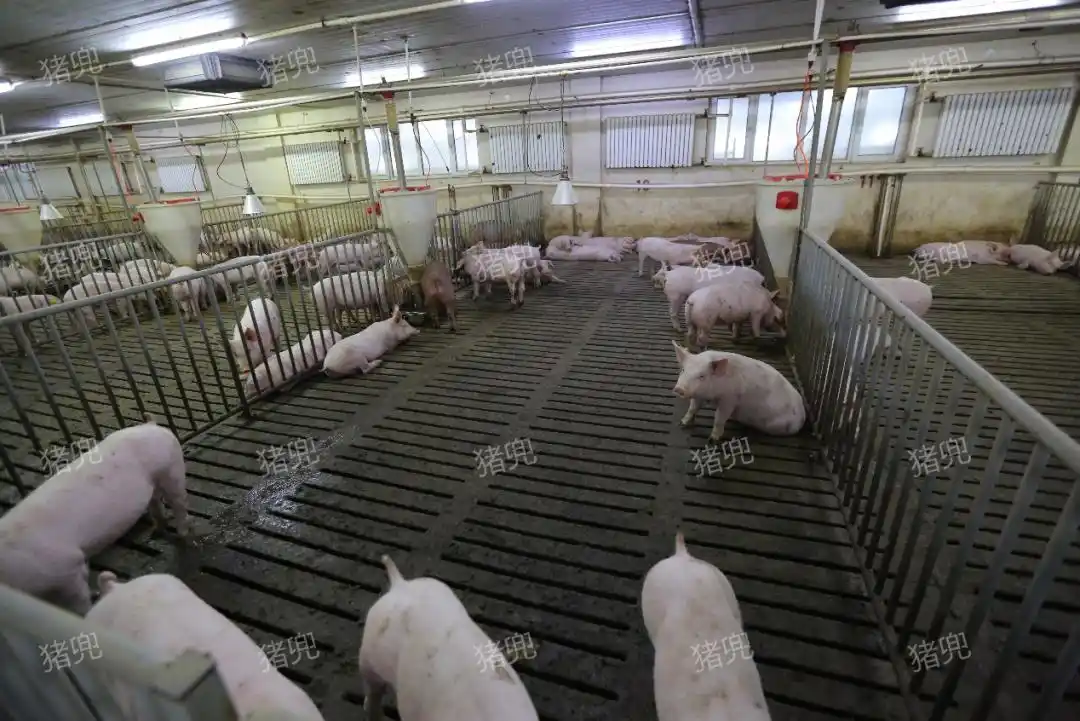 生猪期货套期保值_生猪价格保险_2026养猪可以买保险吗